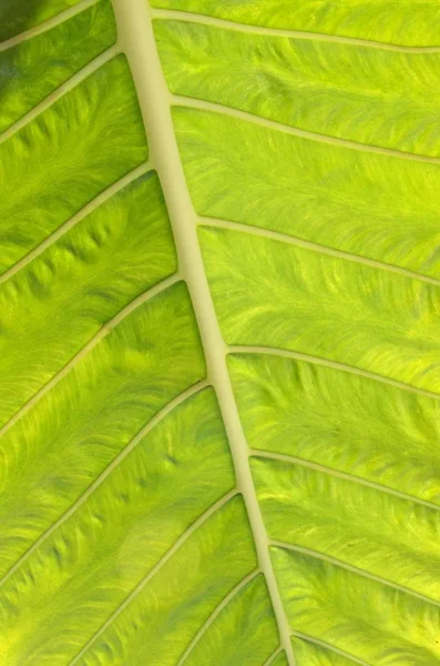 Vertical Closeup Shot Light Green Leaf — Stock Photo, Image