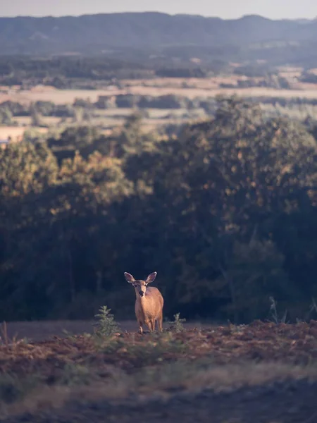 Shallow focus photography of a deer in a wild forest hill — Stock Photo, Image