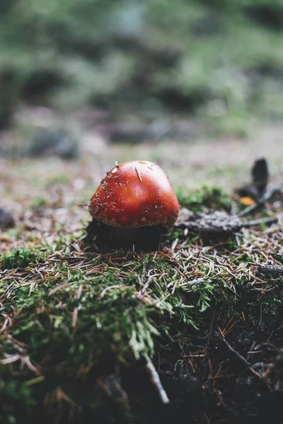 Closeup Shot Red Mushroom Rain Daytime — Stock Photo, Image