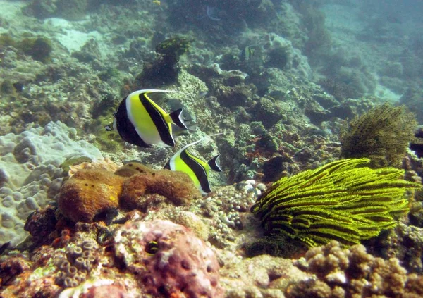 Selektivní zaostřená-černá a žlutá skaláru plavání nedaleko korálových útesů — Stock fotografie