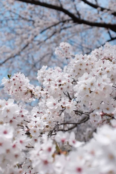 Branch Cherry Blossom Blurry Background — Stock Photo, Image