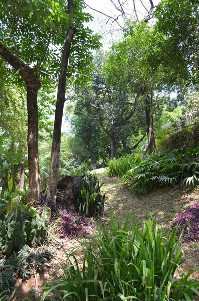 昼間の森の中の緑の木や植物の垂直ショット — ストック写真