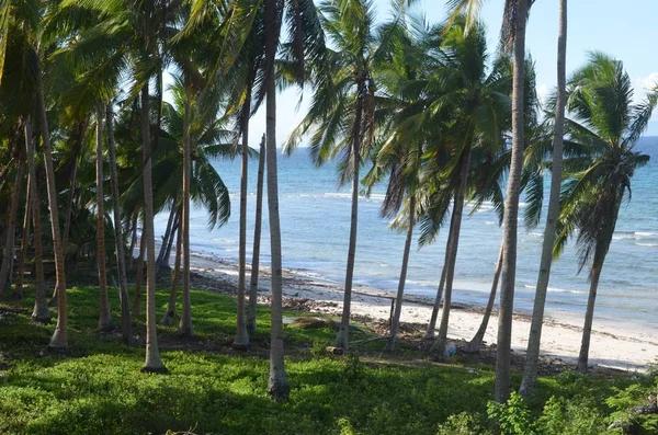Een Breed Shot Van Tropische Palmbomen Gras Aan Zee Overdag — Stockfoto