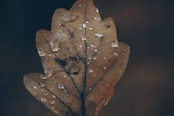 Gros Plan Sélectif Une Feuille Brune Séchée Avec Des Gouttes — Photo