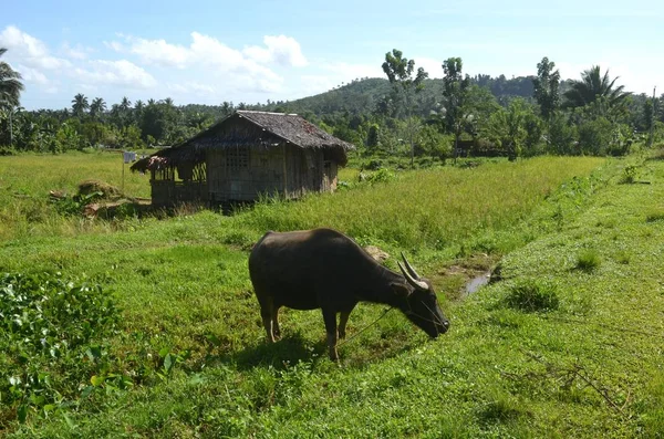 Dark brown water buffalo eating grass near a cabin in a field surrounded by tropical trees