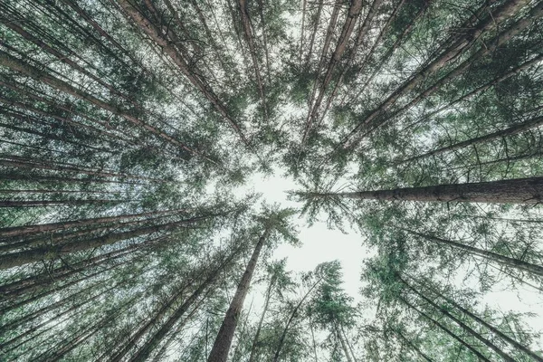 Plan à angle bas d'arbres minces dans une forêt — Photo