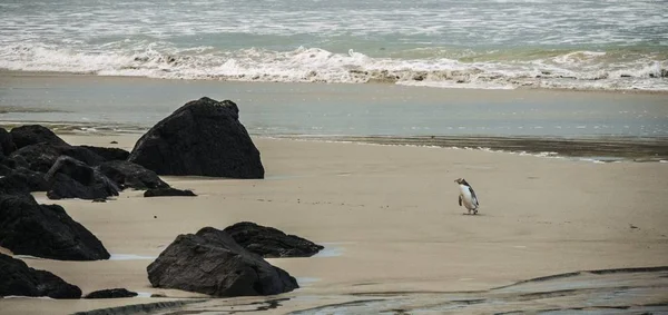 Gran tiro de un pingüino cerca de rocas negras en una costa arenosa junto al mar — Foto de Stock