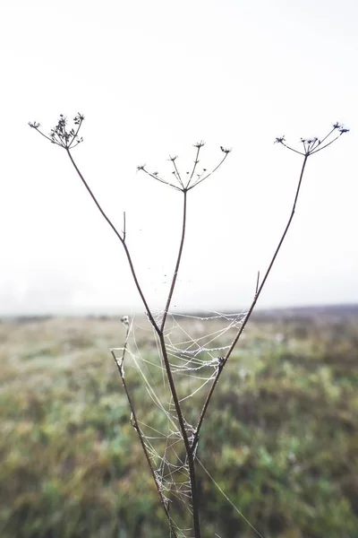 A vertical shot of a spider web on a plant with a blurred background