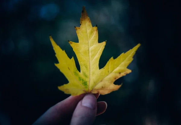 A closeup shot of a person holding a yellow leaf with a blurred background