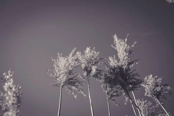 Низкий Угол Съемки Высоких Деревьев Ясным Небом Заднем Плане Черно — стоковое фото