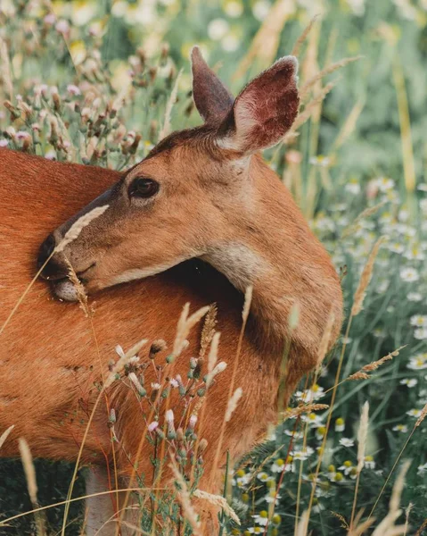 Bella foto di un cervo selvatico marrone rivestito su una collina verde in un bosco — Foto Stock