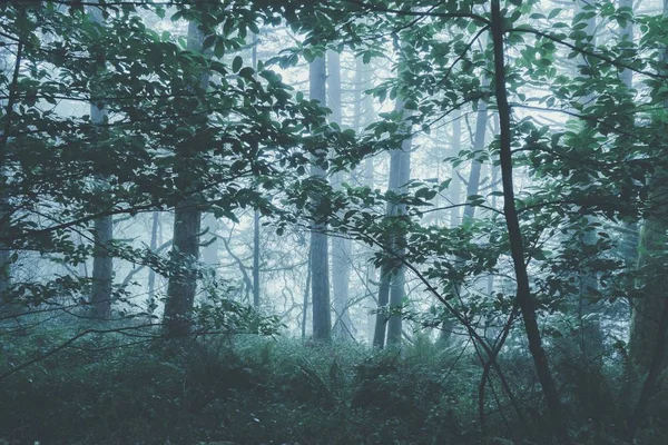 Beau Paysage Une Forêt Mystérieuse Brumeuse Par Une Journée Sombre — Photo