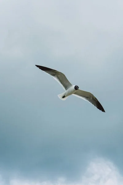 Vertikal bild av en flygande fågel på en himmelsblå vacker bakgrund — Stockfoto