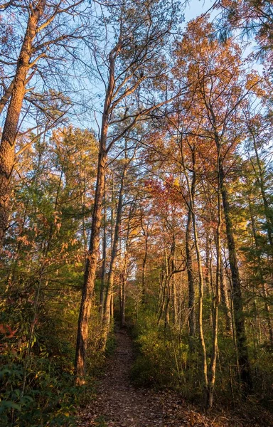 Tiro Vertical Árvores Altas Com Folhas Cores Outono Floresta — Fotografia de Stock