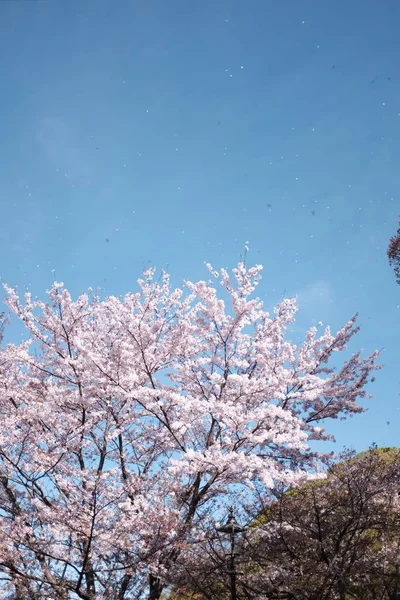 Eine Flache Aufnahme Der Kirschblüte Vor Dem Hintergrund Des Schönen — Stockfoto