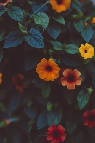 Plano Vertical Hermosas Flores Colores Con Hojas Verdes Durante Día — Foto de Stock