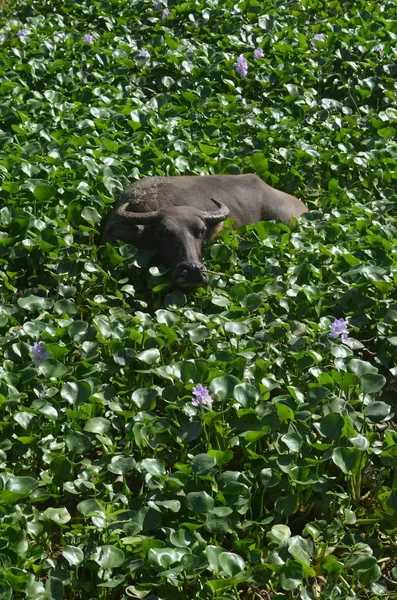 Gros plan vertical d'un buffle d'eau brun foncé au milieu d'un champ de fleurs — Photo