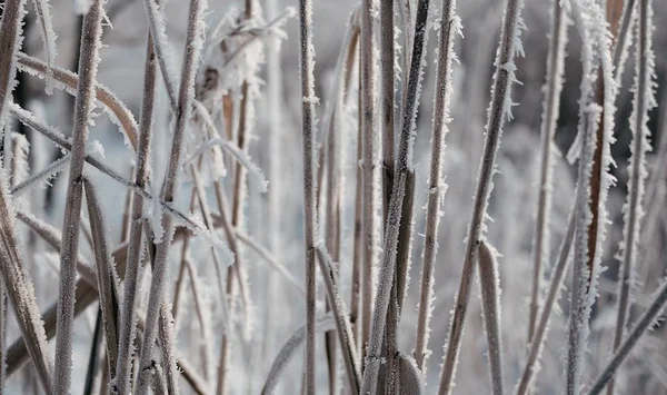 Selective Closeup Shot Brown Branches Covered Frost — Stock Photo, Image