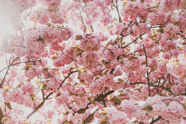 Tiro Perto Uma Árvore Com Flores Rosa Claras Durante Dia — Fotografia de Stock