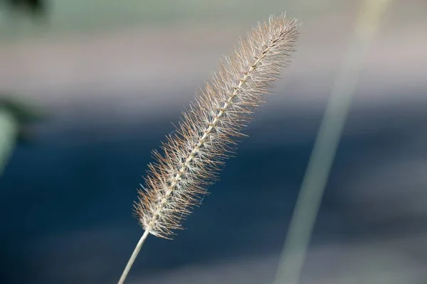 Nahaufnahme Einer Pflanze Mit Verschwommenem Hintergrund — Stockfoto