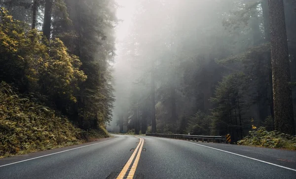 Beau plan d'une route asphaltée entourée d'arbres dans la forêt — Photo