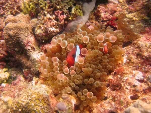 Szeroki selektywny strzał zbliżenie z Clownfish wśród raf koralowych — Zdjęcie stockowe