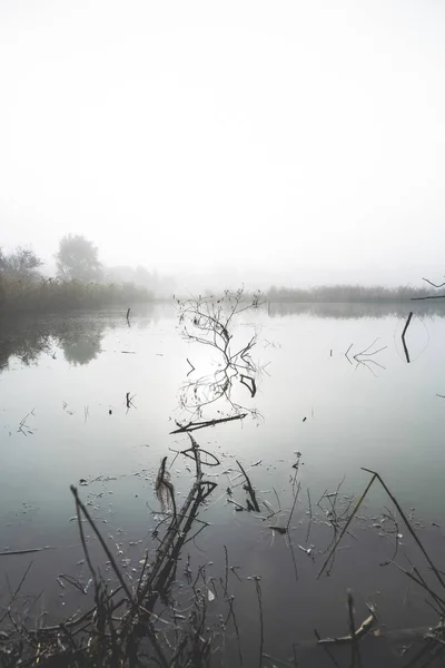 Plan Vertical Plantes Dans Eau Avec Des Arbres Ciel Nuageux — Photo