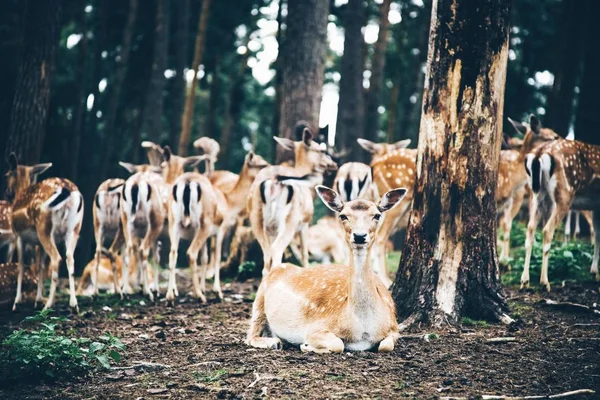 A horizontal shot of group of cute deer in the forest during daytime
