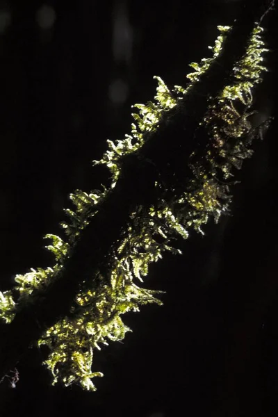 Een Verticale Selectieve Opname Van Een Groene Plant Een Zwarte — Stockfoto