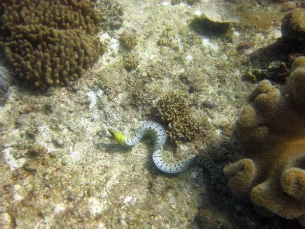 Wide Shot Eel Water Surrounded Coral Reefs — Stock Photo, Image