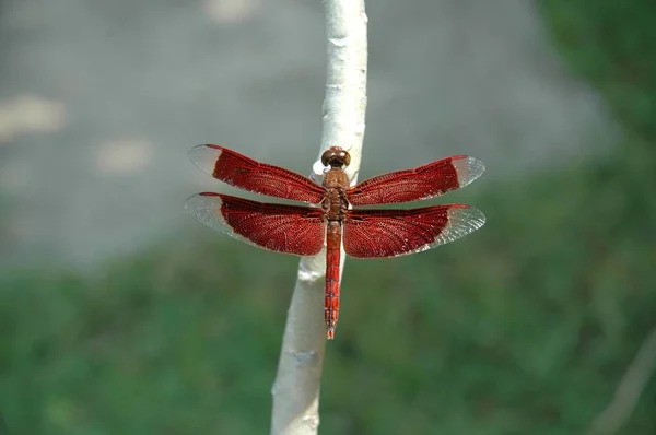 Kırmızı Yusufçuk Seçici Bir Closeup Çekim — Stok fotoğraf