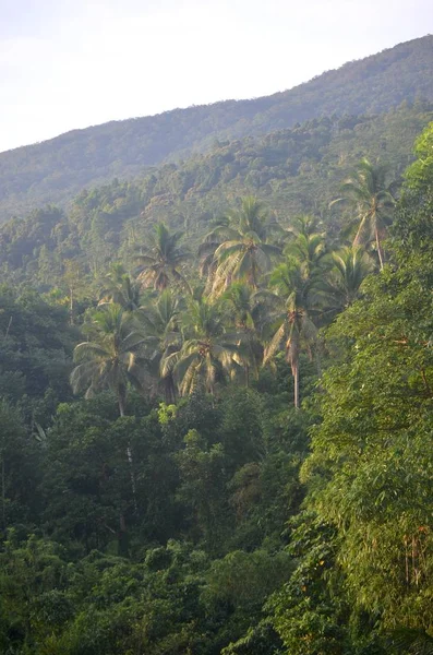 Plan Vertical Cocotiers Parmi Les Arbres Verts Dans Les Montagnes — Photo