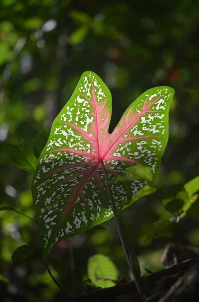 緑とピンクの葉の垂直選択クローズアップショット — ストック写真