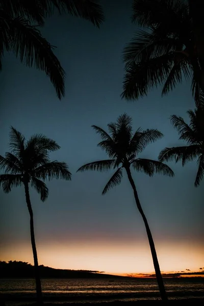 Eine Vertikale Silhouette Von Kokospalmen Meer Bei Sonnenuntergang — Stockfoto