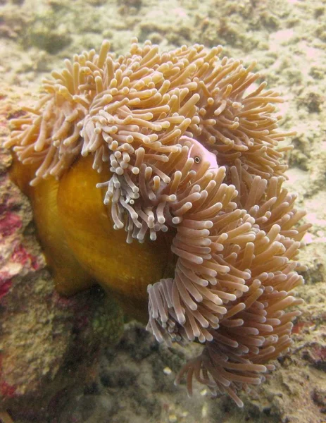 Eine Vertikale Selektive Nahaufnahme Eines Fisches Zwischen Korallenriffen — Stockfoto