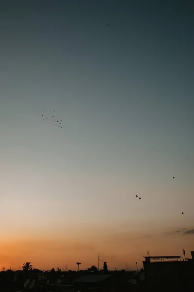 Disparo Vertical Pájaros Volando Cielo Despejado Sobre Casas Árboles Durante — Foto de Stock