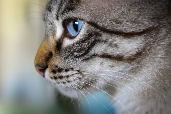 Chat Aux Yeux Bleus Profil Attente Caresses — Photo