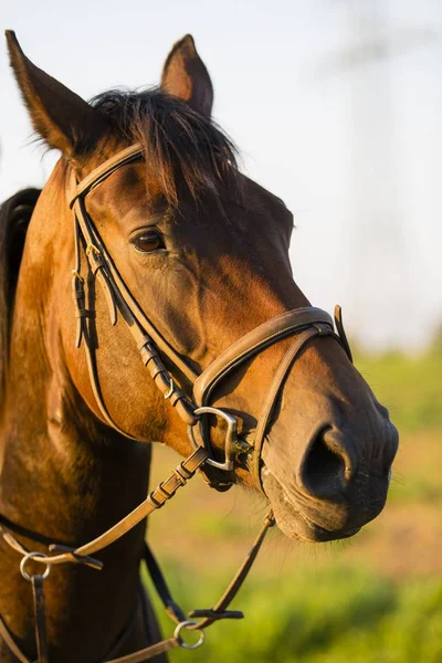 Tiro Seletivo Perto Uma Cabeça Cavalo Durante Dia — Fotografia de Stock