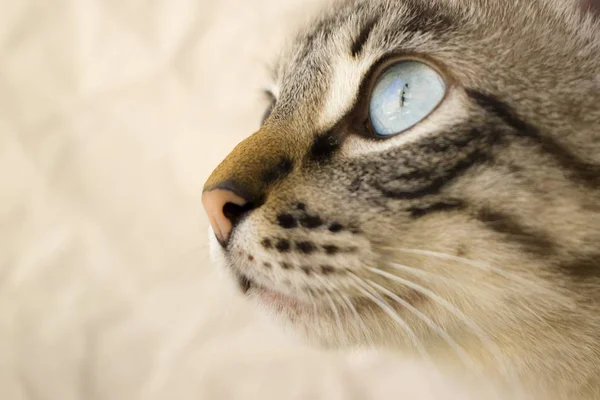 A selective closeup shot of a gray cat head with blue eyes with a blurry background