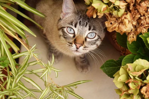 숨어있는 귀여운 고양이의 클로즈업 — 스톡 사진