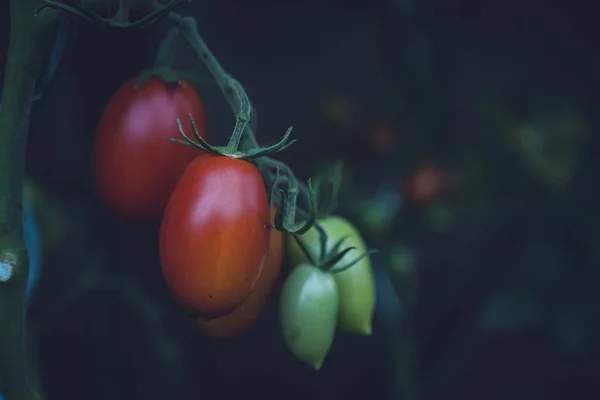 Селективный Крупным Планом Снимок Зеленых Красных Помидоров Растении Размытым Фоном — стоковое фото