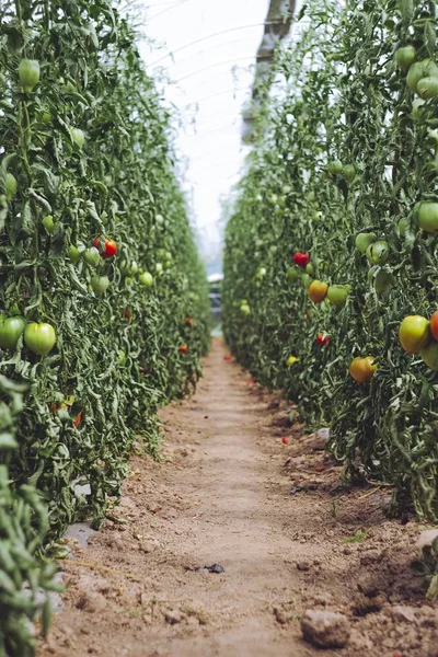 Selektive Fokusaufnahme Eines Weges Zwischen Tomatenpflanzen Einem Sonnigen Tag — Stockfoto