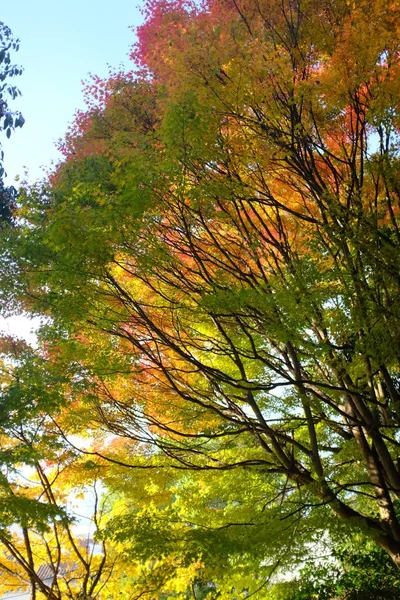 昼間の背景に澄んだ空を持つ緑の葉の木の垂直ショット — ストック写真