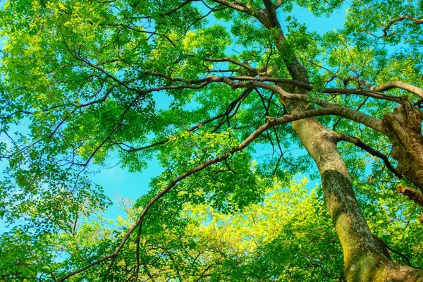 Een Laag Hoek Schot Van Een Groen Leafed Boom Met — Stockfoto