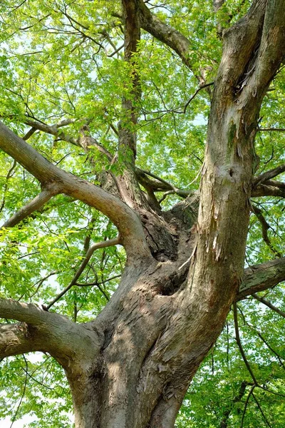 Tiro Vertical Uma Árvore Velha Grande Com Folhas Verdes Durante — Fotografia de Stock