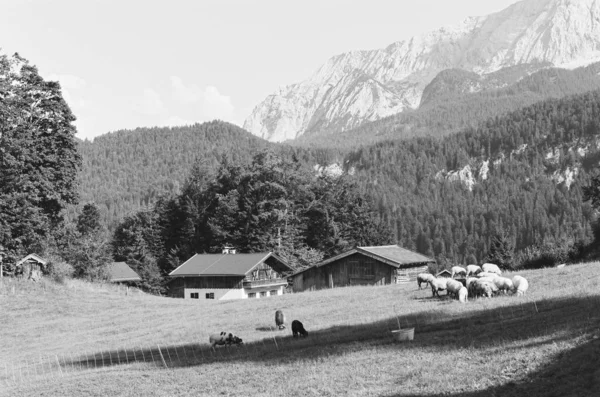 A beautiful shot of cows on a grassy field near buildings with forested mountains in the background in black and white