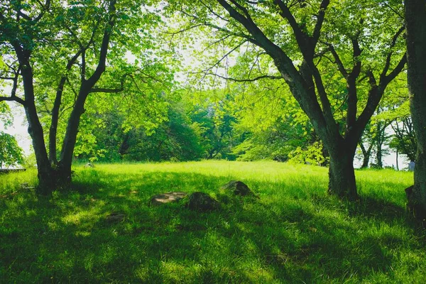 Gündüz Ağaçları Ile Çimenli Bir Alanda Güzel Bir Çekim — Stok fotoğraf
