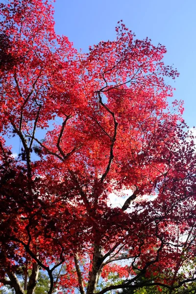 Tiro Vertical Árvores Com Folhas Vermelhas Céu Claro Fundo — Fotografia de Stock