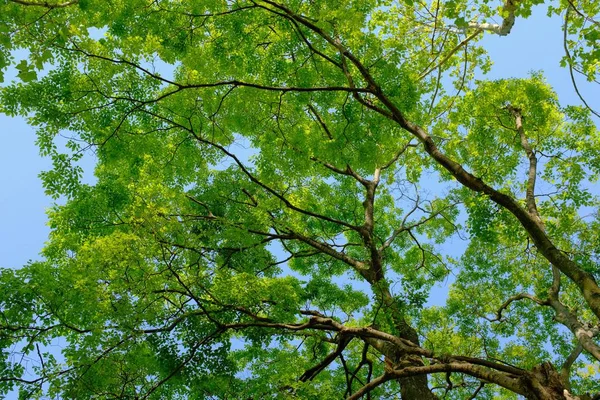 Tiro Ángulo Bajo Árbol Hojas Verdes Con Cielo Despejado Fondo — Foto de Stock