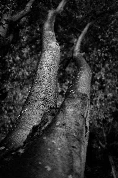 Low Angle Vertical Shot Tree Blurred Background Black White — Stock Photo, Image